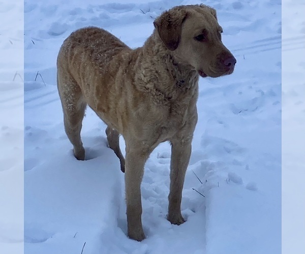 Medium Photo #2  Breeder Profile in WAKE FOREST, NC, USA