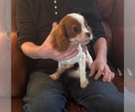 Small breeder photo