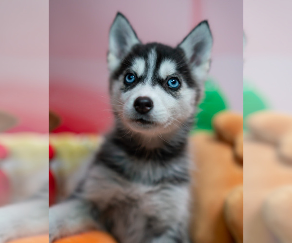 Medium Photo #5  Breeder Profile in BRISTOW, VA, USA