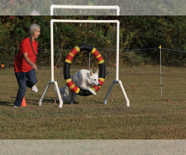 Medium Photo #8  Breeder Profile in CECILIA, KY, USA