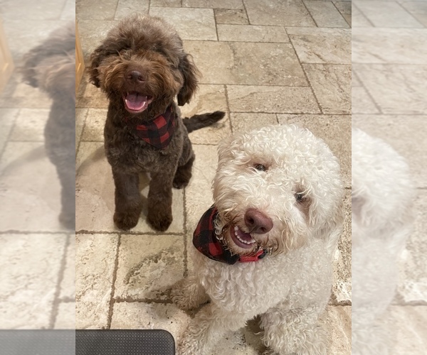 Medium Photo #1  Breeder Profile in PUNTA GORDA, FL, USA