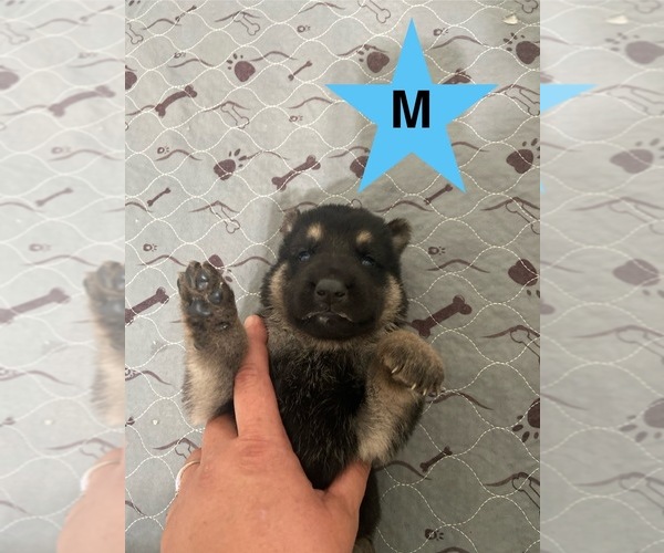 Medium Photo #10  Breeder Profile in ALACHUA, FL, USA