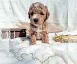 Small #31 Breeder Profile image