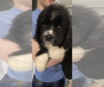 Small #61 Breeder Profile image