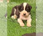 Small #1 Breeder Profile image