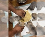 Small #8 Breeder Profile image