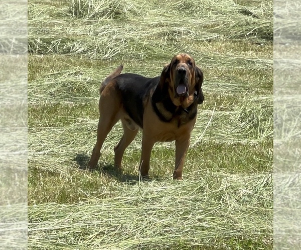 Medium Photo #3  Breeder Profile in CHAPMANSBORO, TN, USA