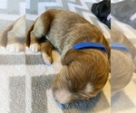 Small Photo #5  Breeder Profile in FRIENDSWOOD, TX, USA