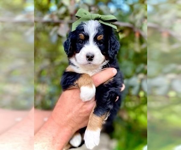 Medium Photo #32  Breeder Profile in BAKERSFIELD, CA, USA