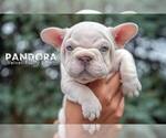 Small breeder photo