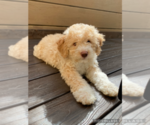 Small #10 Breeder Profile image