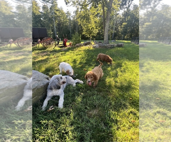 Medium Photo #1  Breeder Profile in CANTERBURY, CT, USA