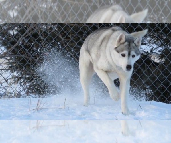 Medium Photo #1  Breeder Profile in Taillon, Quebec, Canada