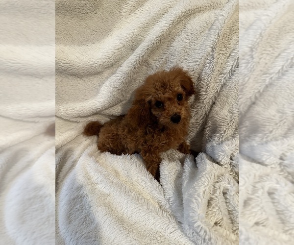 Medium Photo #11  Breeder Profile in VANCOUVER, WA, USA