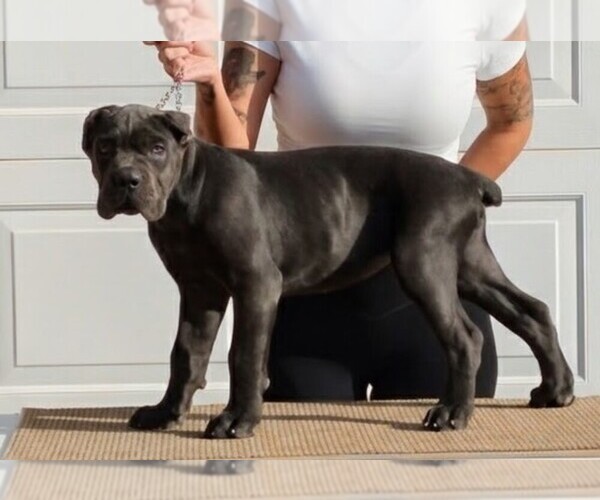 Medium Photo #6  Breeder Profile in AMARILLO, TX, USA