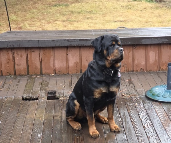 Medium Photo #6  Breeder Profile in IDANHA, OR, USA