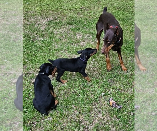 Medium Photo #16  Breeder Profile in NORTH SMITHFIELD, RI, USA