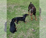 Small #15 Breeder Profile image