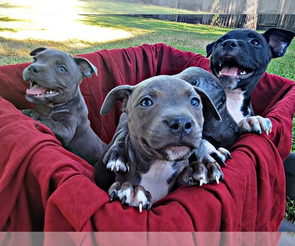 Medium Photo #3  Breeder Profile in HOUSTON, TX, USA