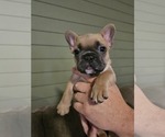Small breeder photo