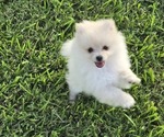 Small breeder photo