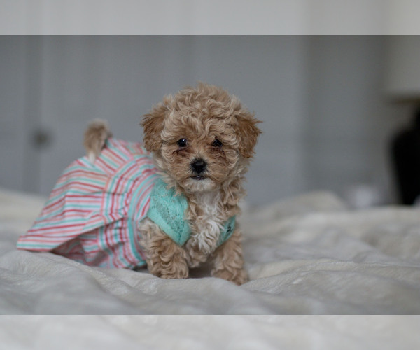 Medium Photo #12  Breeder Profile in DENVER, PA, USA