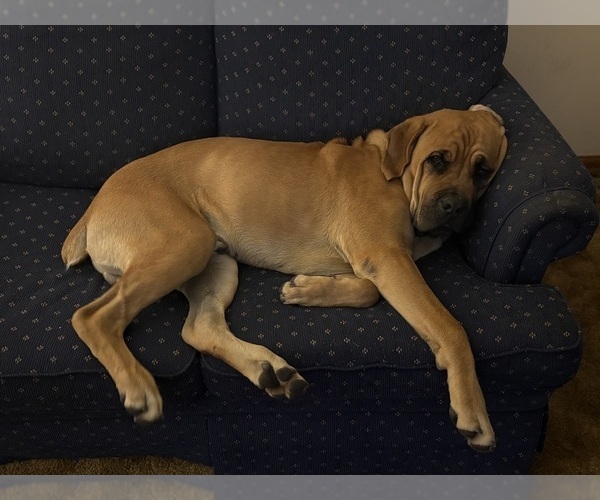 Medium Photo #15  Breeder Profile in FORT WAYNE, IN, USA
