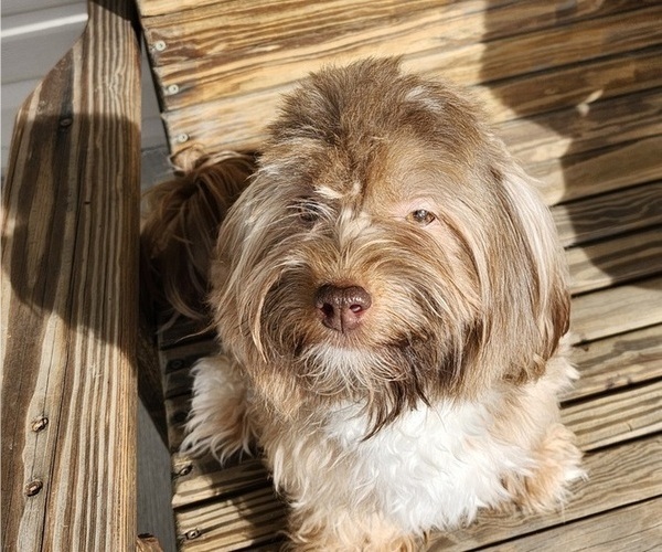 Medium Photo #10  Breeder Profile in ALBION, PA, USA