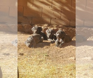 Cane Corso Dog Breeder near AVONDALE, AZ, USA