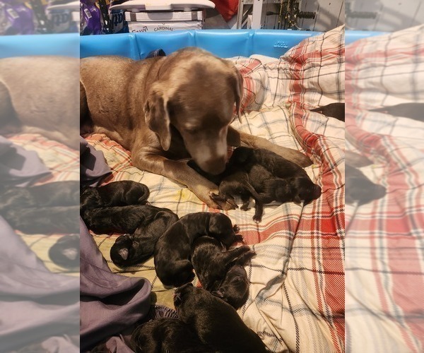 Medium Photo #2  Breeder Profile in MONTROSE, CO, USA