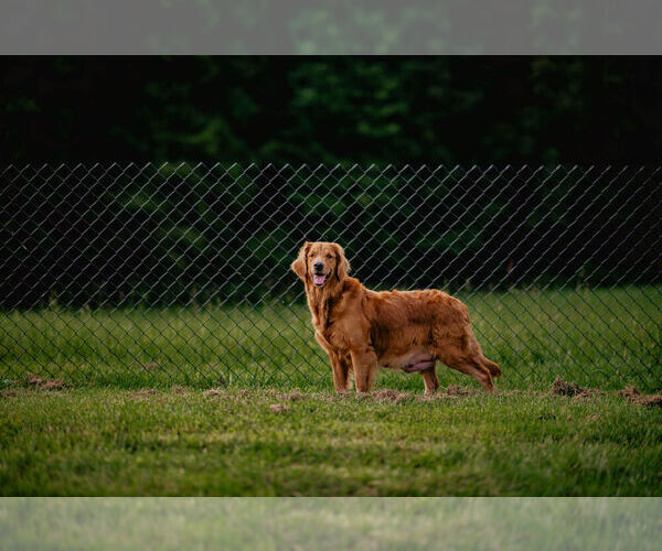 Medium Photo #6  Breeder Profile in MOREHEAD, KY, USA