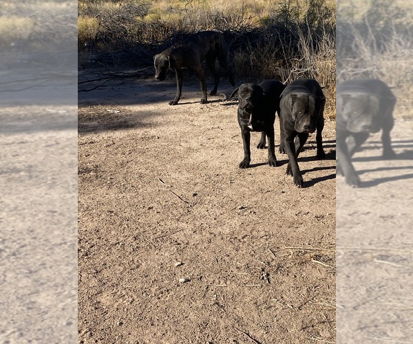 Medium Photo #6  Breeder Profile in DEMING, NM, USA