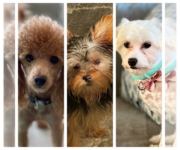 Medium Photo #1  Breeder Profile in ALEXANDRIA, VA, USA