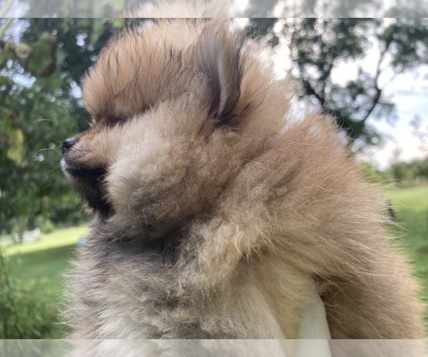 Medium Photo #3  Breeder Profile in CEDAR GROVE, NC, USA