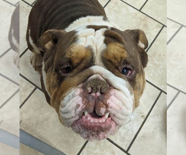 Medium Photo #1  Breeder Profile in FREDERICKTOWN, OH, USA