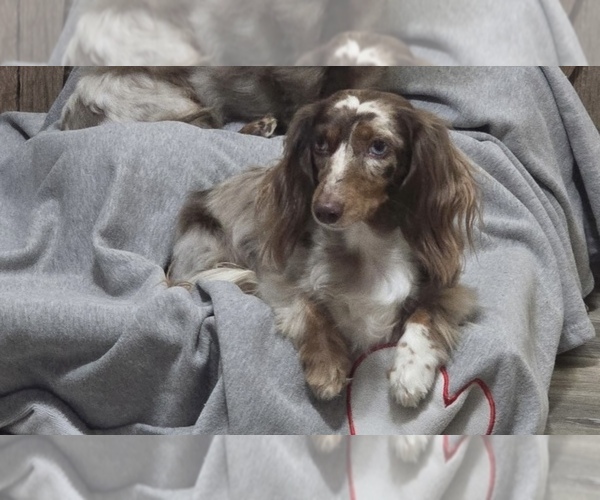 Medium Photo #30  Breeder Profile in CASSVILLE, MO, USA