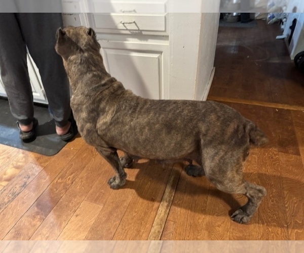 Medium Photo #3  Breeder Profile in RENTON, WA, USA