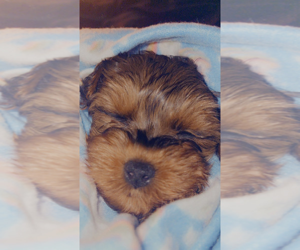 Medium Photo #4  Breeder Profile in ARLINGTON, TX, USA