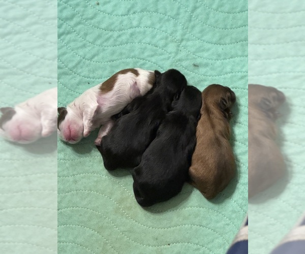 Medium Photo #1  Breeder Profile in BARNESVILLE, GA, USA