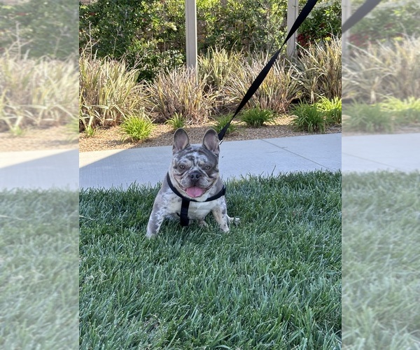 Medium Photo #17  Breeder Profile in FONTANA, CA, USA