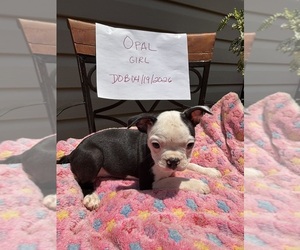 Boston Terrier Dog Breeder in WOODSTOCK, Georgia USA
