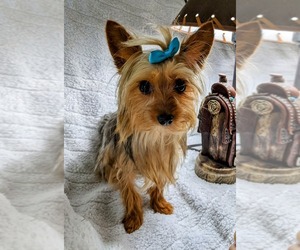 Yorkshire Terrier Dog Breeder near PITTSBURG, KS, USA