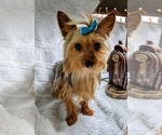 Small breeder photo