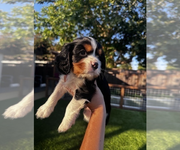 Medium Photo #7  Breeder Profile in SANTA ROSA, CA, USA
