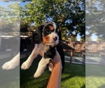 Small #6 Breeder Profile image