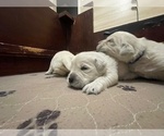 Small #11 Breeder Profile image