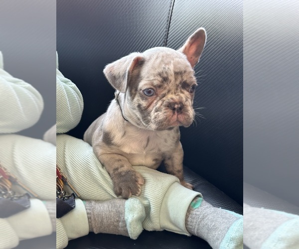 Medium Photo #1  Breeder Profile in SAN JOSE, CA, USA