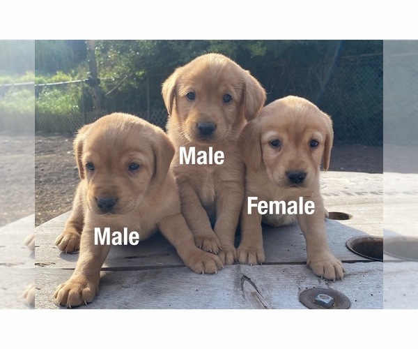 Medium Photo #1  Breeder Profile in KENT, WA, USA