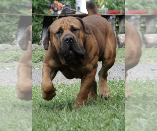 Medium Photo #1  Breeder Profile in CAYUTA, NY, USA