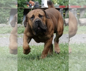 Boerboel Dog Breeder in CAYUTA,  USA
